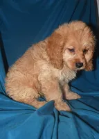Dana, a female Cockapoo for sale in Kosciusko, MS – Photo 8 of 10