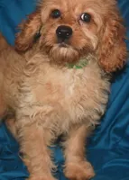 Dana, a female Cockapoo for sale in Kosciusko, MS – Photo 3 of 10