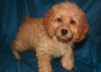 Dana, a female Cockapoo for sale in Kosciusko, MS – Photo 1 of 10