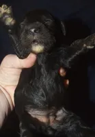 Abbie, a female Cockapoo for sale in Kosciusko, MS – 4 of 6