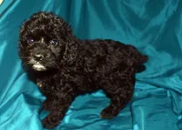 Abbie, a female Cockapoo for sale in Kosciusko, MS – 3 of 10