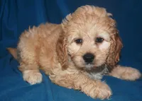 Denae, a female Cockapoo for sale in Kosciusko, MS – Photo 7 of 10