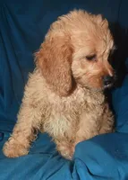 Denae, a female Cockapoo for sale in Kosciusko, MS – Photo 4 of 10