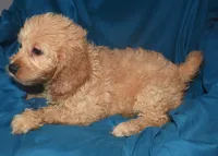 Denae, a female Cockapoo for sale in Kosciusko, MS – Photo 3 of 10