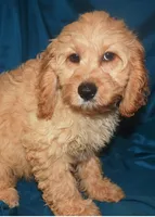 Denae, a female Cockapoo for sale in Kosciusko, MS – Photo 8 of 10