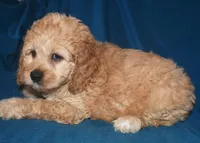 Denae, a female Cockapoo for sale in Kosciusko, MS – Photo 5 of 10