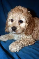 Denae, a female Cockapoo for sale in Kosciusko, MS – Photo 6 of 10