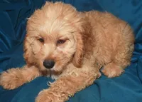 Denae, a female Cockapoo for sale in Kosciusko, MS – Photo 9 of 10