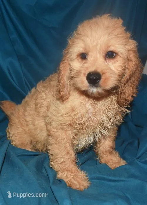 Denae, a female Cockapoo for sale in Kosciusko, MS – Photo 1 of 10