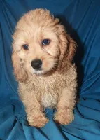 Denae, a female Cockapoo for sale in Kosciusko, MS – Photo 2 of 10