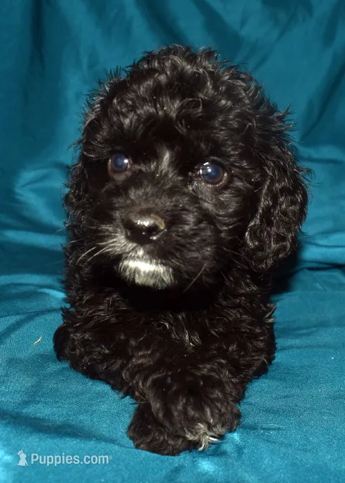 Abbie – Cockapoo puppy for sale in Kosciusko, MS