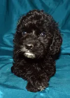 Abbie, a female Cockapoo for sale in Kosciusko, MS – 1 of 10