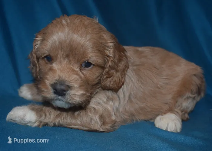 Cassidy – Cockapoo puppy for sale in Kosciusko, MS
