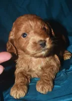 Ajay, a male Cockapoo for sale in Kosciusko, MS – 5 of 9