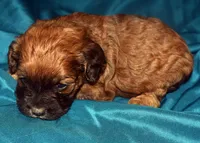Aimee, a female Cockapoo for sale in Kosciusko, MS – 2 of 9