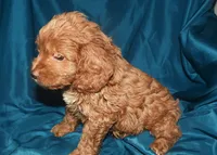 Ajay, a male Cockapoo for sale in Kosciusko, MS – 3 of 9
