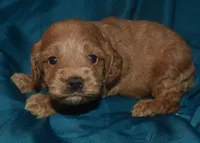 Adam-Reduced, a male Cockapoo for sale in Kosciusko, MS – 7 of 10