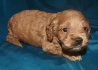 Adam-Reduced, a male Cockapoo for sale in Kosciusko, MS – 5 of 10