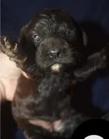 Adelle, a female Cockapoo for sale in Kosciusko, MS – 3 of 6