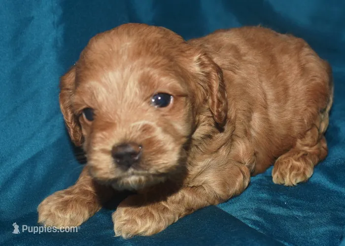 Adam – Cockapoo puppy for sale in Kosciusko, MS