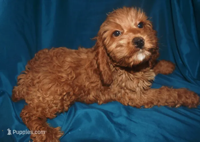 Ajay – Cockapoo puppy for sale in Kosciusko, MS