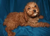 Ajay, a male Cockapoo for sale in Kosciusko, MS – 4 of 10