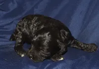 Abbie, a female Cockapoo for sale in Kosciusko, MS – 3 of 6