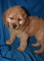 Demi, a female Cockapoo for sale in Kosciusko, MS – Photo 7 of 10