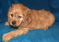 Demi, a female Cockapoo for sale in Kosciusko, MS – Photo 10 of 10