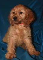 Demi, a female Cockapoo for sale in Kosciusko, MS – Photo 3 of 10
