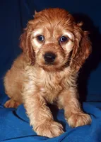 Demi, a female Cockapoo for sale in Kosciusko, MS – Photo 9 of 10