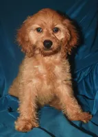 Demi, a female Cockapoo for sale in Kosciusko, MS – Photo 4 of 10