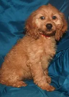 Demi, a female Cockapoo for sale in Kosciusko, MS – Photo 2 of 10