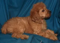 Demi, a female Cockapoo for sale in Kosciusko, MS – Photo 8 of 10