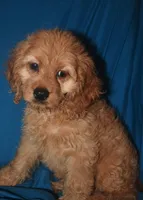 Demi, a female Cockapoo for sale in Kosciusko, MS – Photo 5 of 10