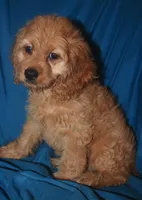 Demi, a female Cockapoo for sale in Kosciusko, MS – Photo 6 of 10