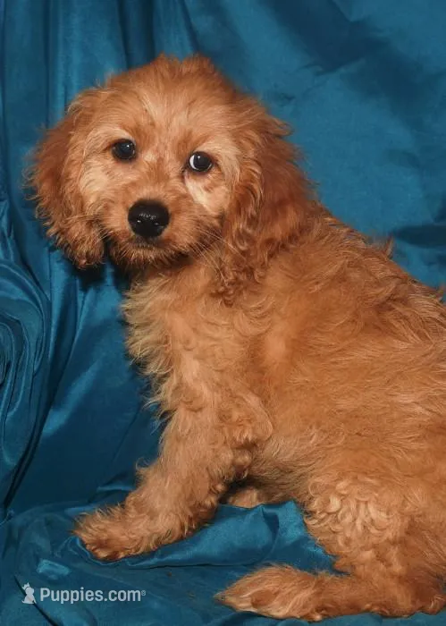 Demi, a female Cockapoo for sale in Kosciusko, MS – Photo 1 of 10