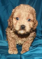 Adam-Reduced, a male Cockapoo for sale in Kosciusko, MS – 3 of 10