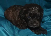 Abbie, a female Cockapoo for sale in Kosciusko, MS – 7 of 10