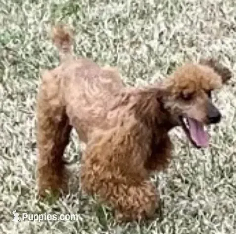 Abbie, a female Cockapoo for sale in Kosciusko, MS – 9 of 10