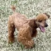 Abbie, a female Cockapoo for sale in Kosciusko, MS – 5 of 6