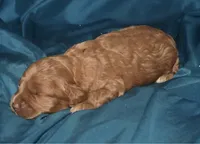 Ajay, a male Cockapoo for sale in Kosciusko, MS – 4 of 6