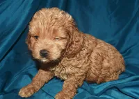 Adam-Reduced, a male Cockapoo for sale in Kosciusko, MS – 4 of 10