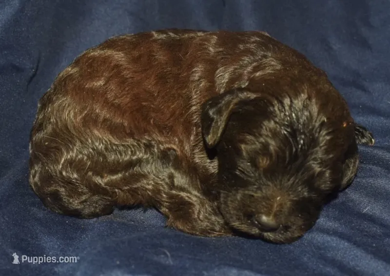 Adelle – Cockapoo puppy for sale in Kosciusko, MS