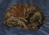 Adelle, a female Cockapoo for sale in Kosciusko, MS – 1 of 6