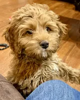Ajay, a male Cockapoo for sale in Kosciusko, MS – 2 of 10