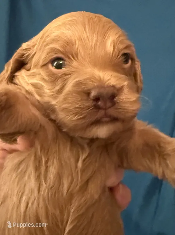 Cade – Cockapoo puppy for sale in Kosciusko, MS