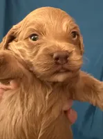 Cade, a male Cockapoo for sale in Kosciusko, MS – 1 of 3
