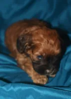Aimee, a female Cockapoo for sale in Kosciusko, MS – 3 of 9