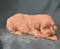 Cade, a male Cockapoo for sale in Kosciusko, MS – 2 of 3